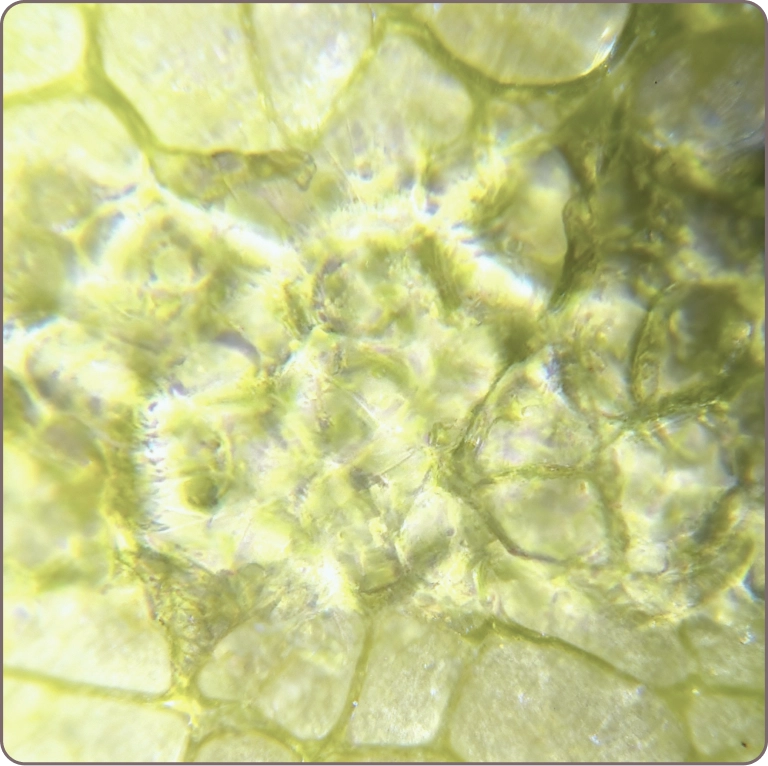 Macro image of apple stem cells used in ILLU Daily Serum, known for promoting skin renewal and vitality.